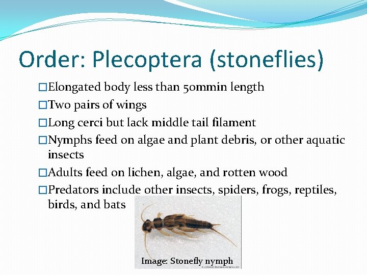 Order: Plecoptera (stoneflies) �Elongated body less than 50 mmin length �Two pairs of wings