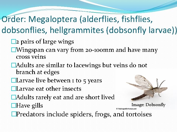 Order: Megaloptera (alderflies, fishflies, dobsonflies, hellgrammites (dobsonfly larvae)) � 2 pairs of large wings
