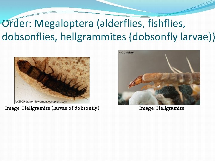 Order: Megaloptera (alderflies, fishflies, dobsonflies, hellgrammites (dobsonfly larvae)) Image: Hellgramite (larvae of dobsonfly) Image: