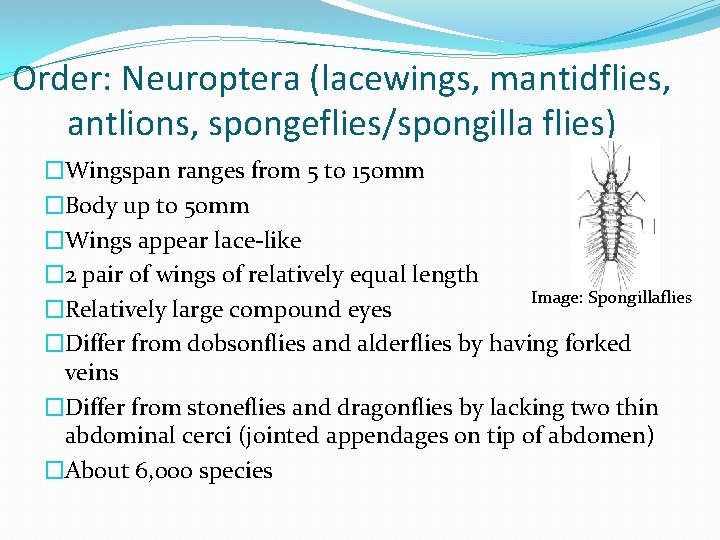 Order: Neuroptera (lacewings, mantidflies, antlions, spongeflies/spongilla flies) �Wingspan ranges from 5 to 150 mm