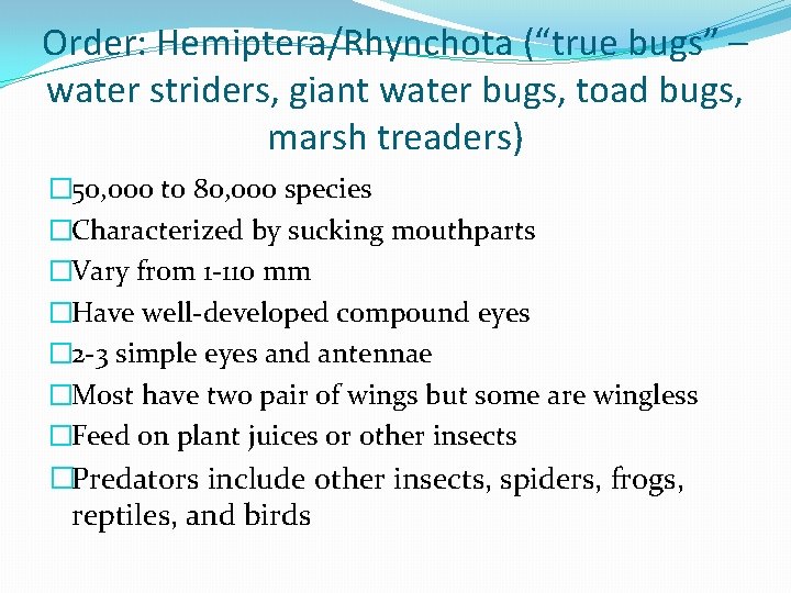 Order: Hemiptera/Rhynchota (“true bugs” – water striders, giant water bugs, toad bugs, marsh treaders)