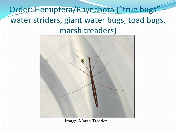 Order: Hemiptera/Rhynchota (“true bugs” – water striders, giant water bugs, toad bugs, marsh treaders)