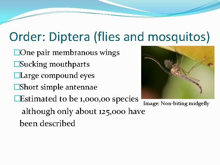 Order: Diptera (flies and mosquitos) �One pair membranous wings �Sucking mouthparts �Large compound eyes