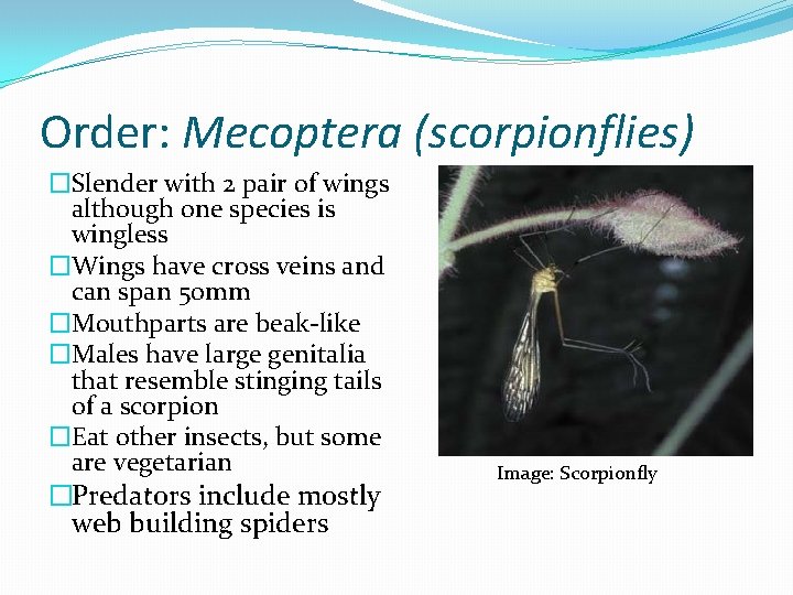 Order: Mecoptera (scorpionflies) �Slender with 2 pair of wings although one species is wingless