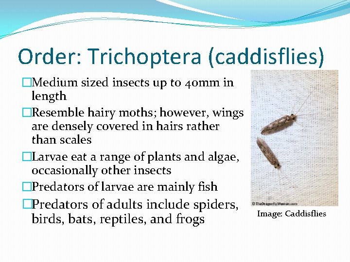 Order: Trichoptera (caddisflies) �Medium sized insects up to 40 mm in length �Resemble hairy