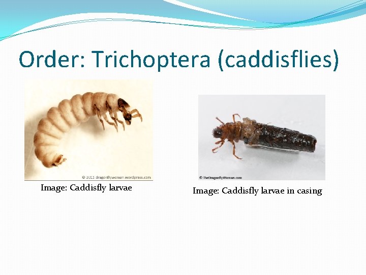 Order: Trichoptera (caddisflies) Image: Caddisfly larvae in casing 