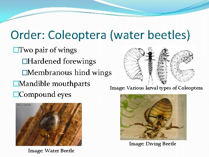 Order: Coleoptera (water beetles) �Two pair of wings �Hardened forewings �Membranous hind wings �Mandible