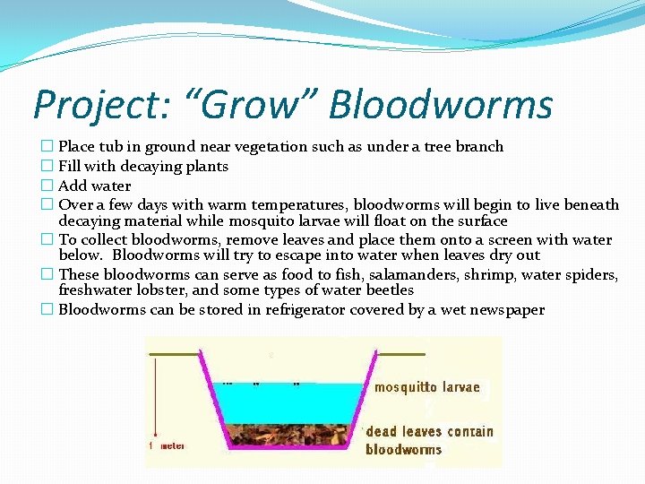 Project: “Grow” Bloodworms � Place tub in ground near vegetation such as under a