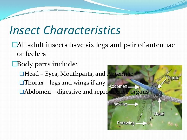 Insect Characteristics �All adult insects have six legs and pair of antennae or feelers
