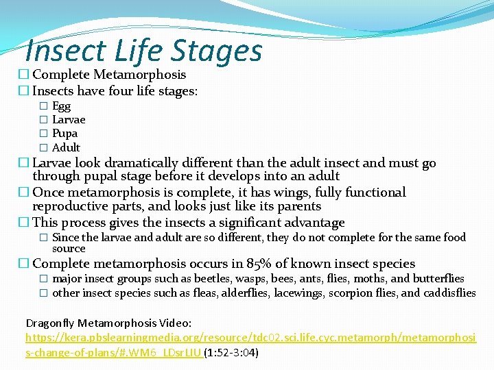 Insect Life Stages � Complete Metamorphosis � Insects have four life stages: � �