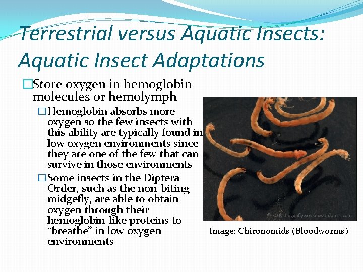 Terrestrial versus Aquatic Insects: Aquatic Insect Adaptations �Store oxygen in hemoglobin molecules or hemolymph