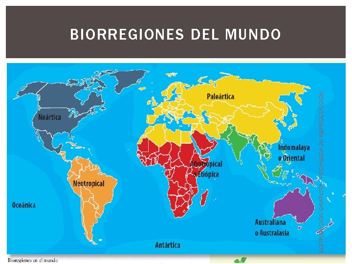 BIORREGIONES DEL MUNDO 