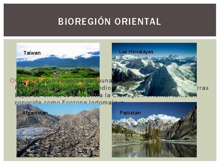 BIOREGIÓN ORIENTAL Taiwan Los Himalayas Con una gran variedad de fauna y flora, desde