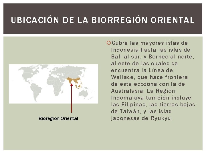 UBICACIÓN DE LA BIORREGIÓN ORIENTAL Bioregion Oriental Cubre las mayores islas de Indonesia hasta