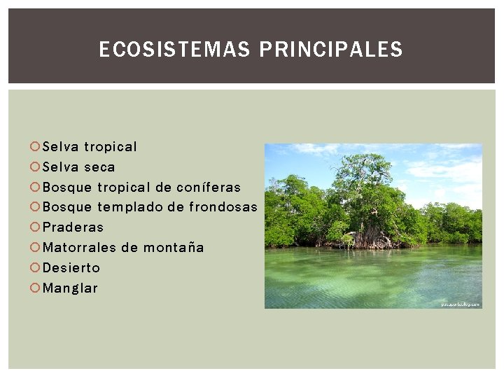 ECOSISTEMAS PRINCIPALES Selva tropical Selva seca Bosque tropical de coníferas Bosque templado de frondosas