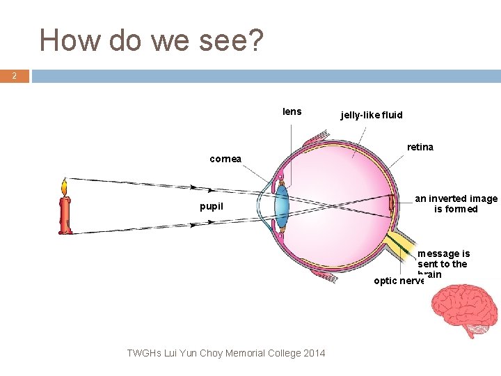 How do we see? 2 lens jelly-like fluid retina cornea pupil an inverted image How do we see? 2 lens jelly-like fluid retina cornea pupil an inverted image