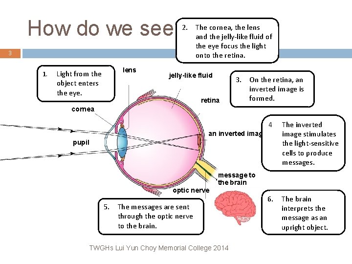 How do we see? 2. The cornea, the lens and the jelly-like fluid of How do we see? 2. The cornea, the lens and the jelly-like fluid of