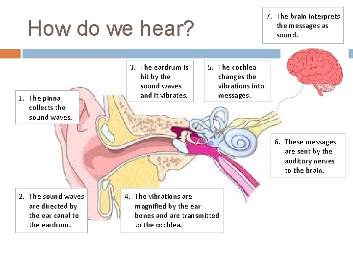7. The brain interprets the messages as sound. How do we hear? 1. The 7. The brain interprets the messages as sound. How do we hear? 1. The