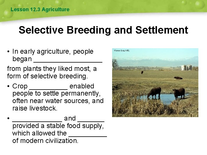 Lesson 12. 3 Agriculture Selective Breeding and Settlement • In early agriculture, people began
