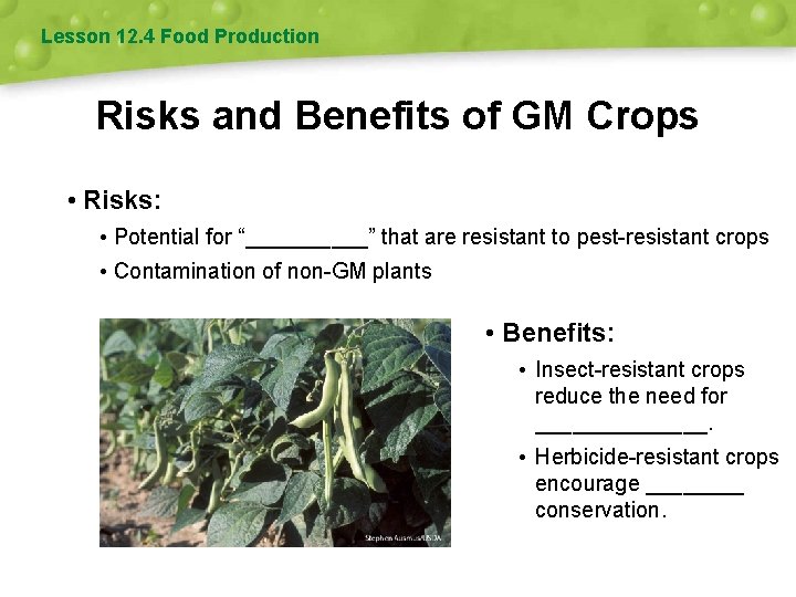 Lesson 12. 4 Food Production Risks and Benefits of GM Crops • Risks: •