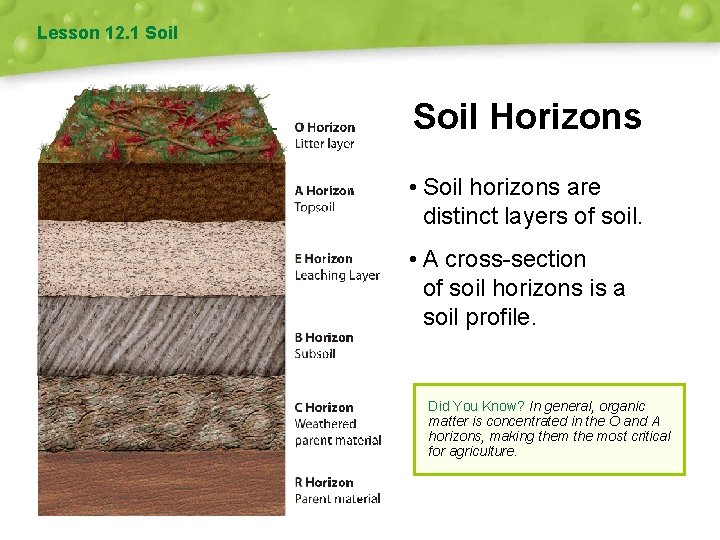 Lesson 12. 1 Soil Horizons • Soil horizons are distinct layers of soil. •