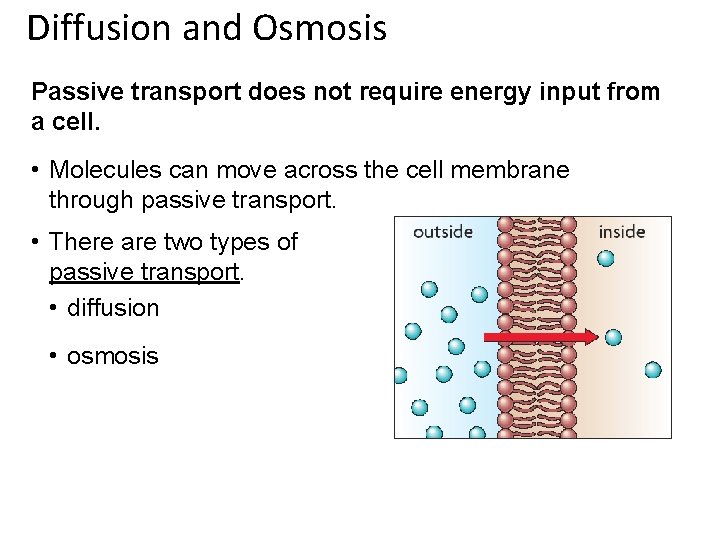 Diffusion and Osmosis Passive transport does not require energy input from a cell. •