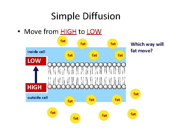 Simple Diffusion • Move from HIGH to LOW fat inside cell fat LOW fat