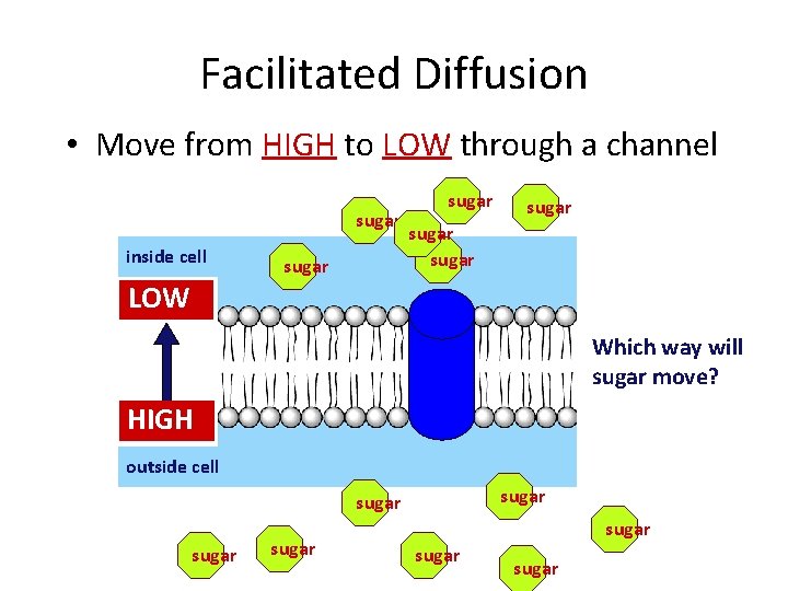 Facilitated Diffusion • Move from HIGH to LOW through a channel sugar inside cell