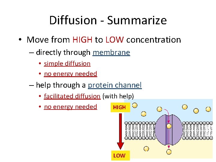 Diffusion - Summarize • Move from HIGH to LOW concentration – directly through membrane