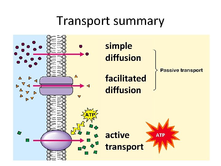 Transport summary simple diffusion facilitated diffusion active transport ATP 