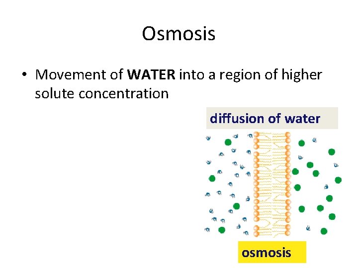 Osmosis • Movement of WATER into a region of higher solute concentration diffusion of