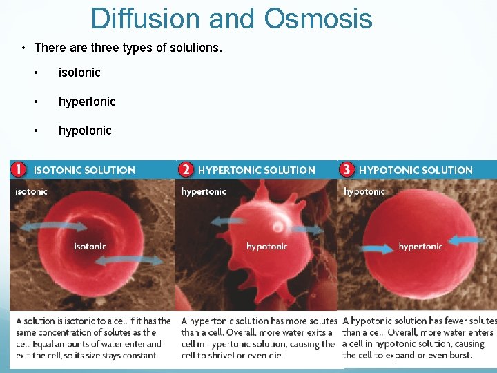 Diffusion and Osmosis • There are three types of solutions. • isotonic • hypertonic