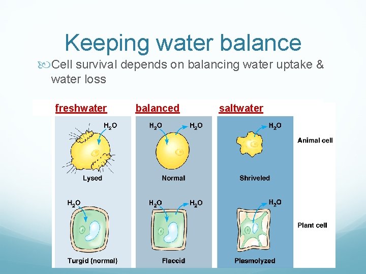 Keeping water balance Cell survival depends on balancing water uptake & water loss freshwater