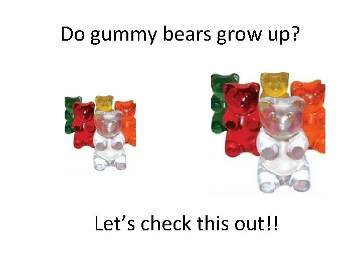 Do gummy bears grow up? Let’s check this out!! 