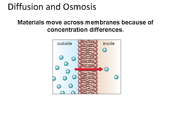 Diffusion and Osmosis Materials move across membranes because of concentration differences. 