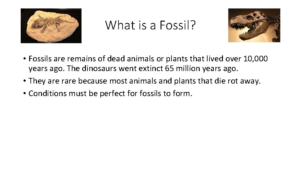 What is a Fossil? • Fossils are remains of dead animals or plants that