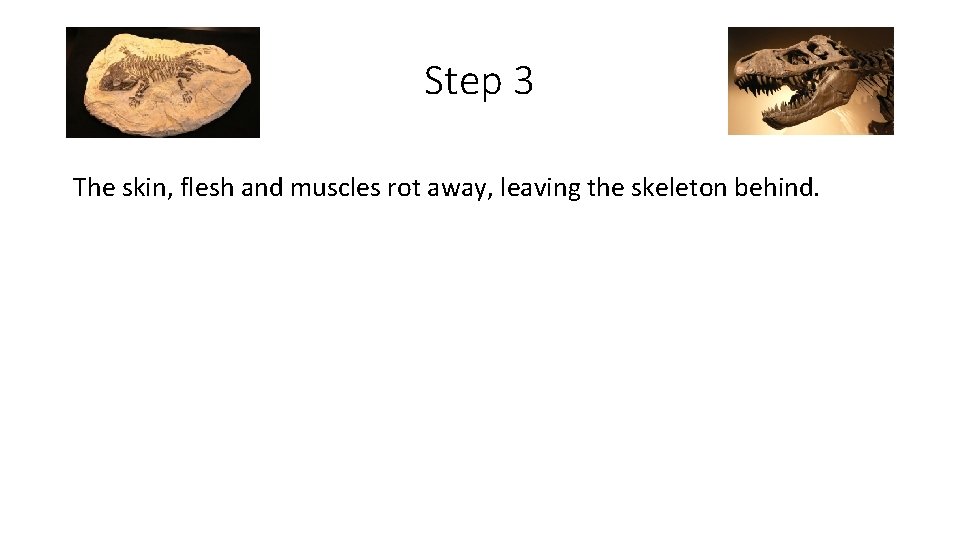 Step 3 The skin, flesh and muscles rot away, leaving the skeleton behind. 