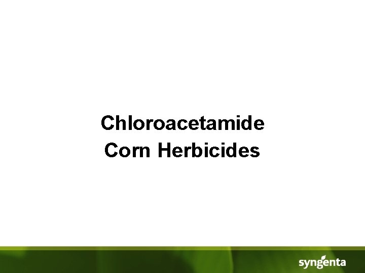 Chloroacetamide Corn Herbicides 