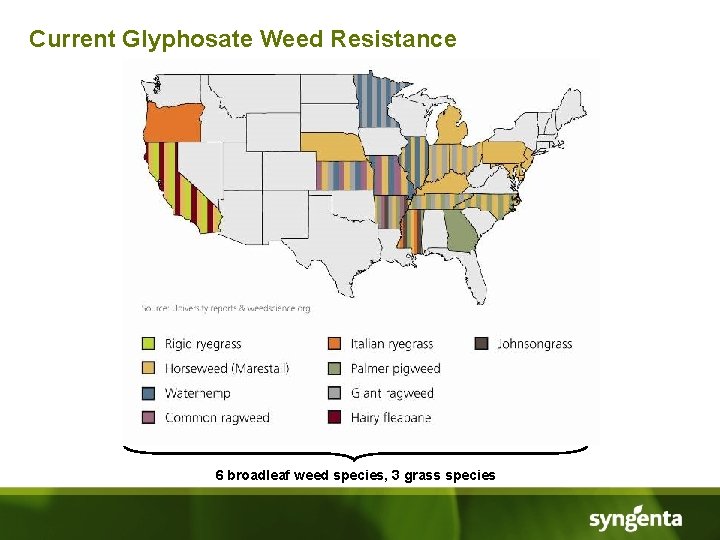 Current Glyphosate Weed Resistance 6 broadleaf weed species, 3 grass species 