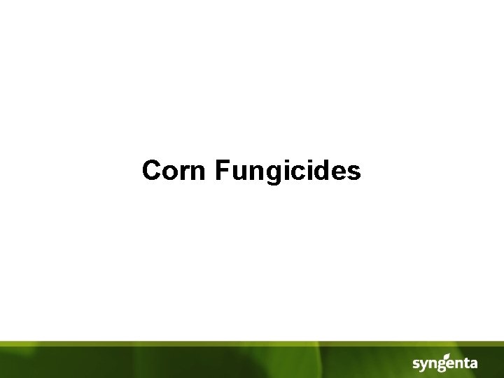 Corn Fungicides 