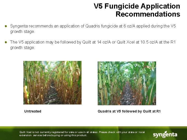 V 5 Fungicide Application Recommendations ● Syngenta recommends an application of Quadris fungicide at