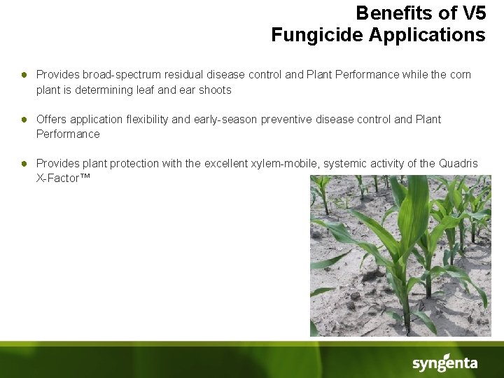 Benefits of V 5 Fungicide Applications ● Provides broad-spectrum residual disease control and Plant