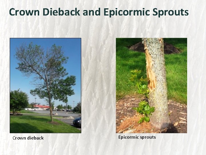 Crown Dieback and Epicormic Sprouts Crown dieback Epicormic sprouts 