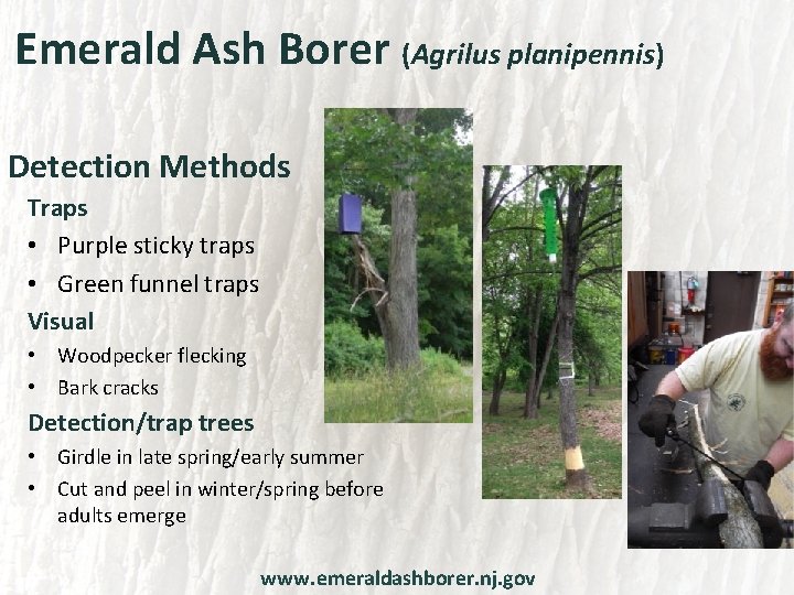 Emerald Ash Borer (Agrilus planipennis) Detection Methods Traps • Purple sticky traps • Green