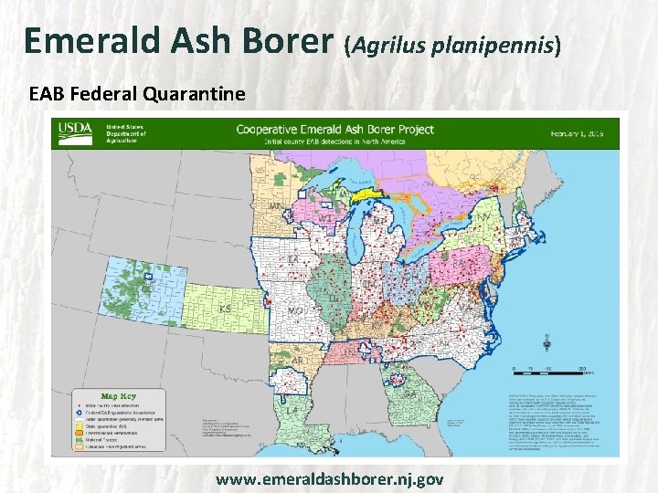 Emerald Ash Borer (Agrilus planipennis) EAB Federal Quarantine www. emeraldashborer. nj. gov 