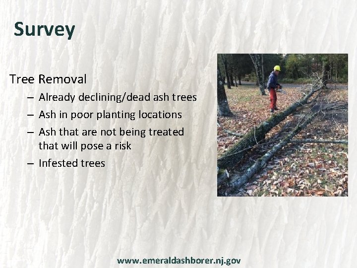 Survey Tree Removal – Already declining/dead ash trees – Ash in poor planting locations