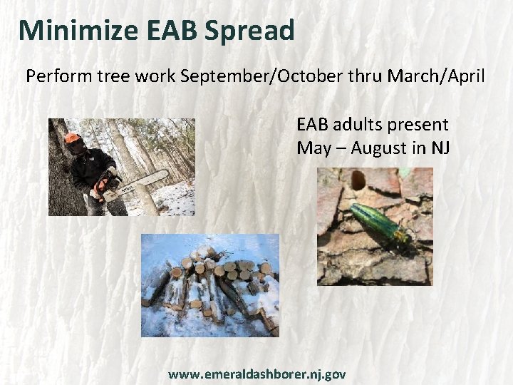 Minimize EAB Spread Perform tree work September/October thru March/April EAB adults present May –