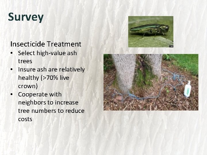 Survey Insecticide Treatment • Select high-value ash trees • Insure ash are relatively healthy