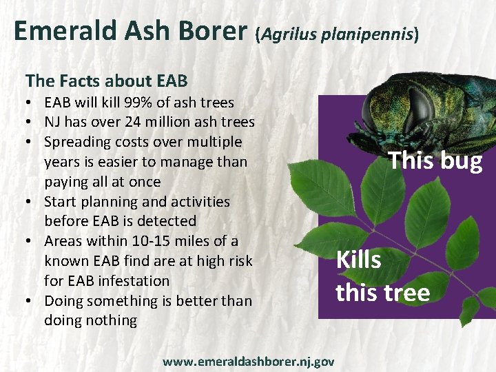 Emerald Ash Borer (Agrilus planipennis) The Facts about EAB • EAB will kill 99%