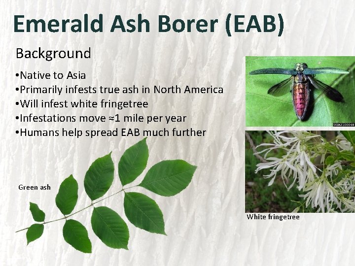 Emerald Ash Borer (EAB) Background • Native to Asia • Primarily infests true ash
